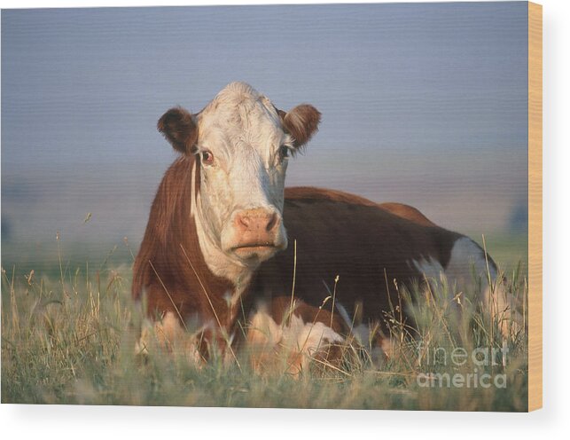 Fauna Wood Print featuring the photograph Hereford Cow by Alan and Sandy Carey