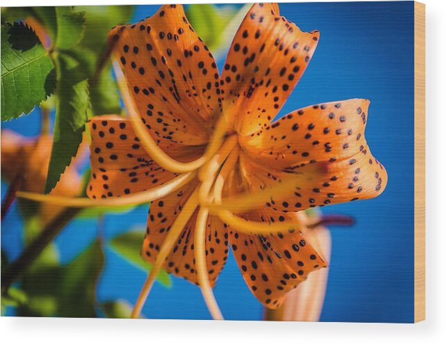Tiger Lily Wood Print featuring the photograph Here's looking Up by Rick Bartrand