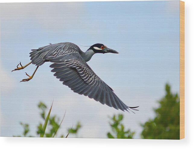 Bird Wood Print featuring the photograph Heron Flight by Laura Fasulo