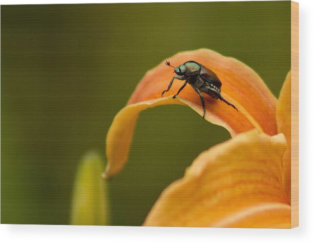 Flower Photography Wood Print featuring the photograph Hey There by Ben Shields