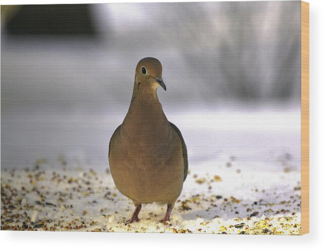 Mourning Dove Wood Print featuring the photograph Hi there by Steve Gravano