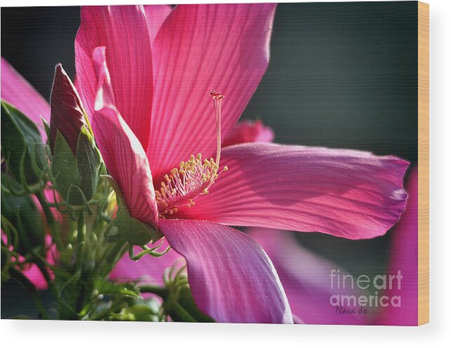 Nature Wood Print featuring the photograph Hibiscus Morning Bright by Nava Thompson