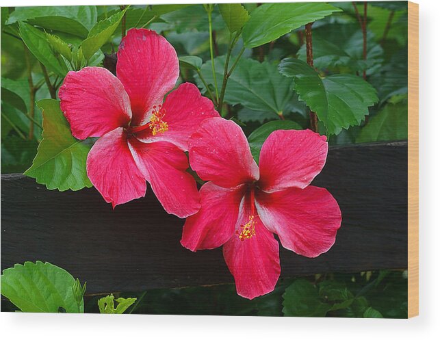 Hibiscus Wood Print featuring the photograph Hibiscus Portrait by Blair Wainman