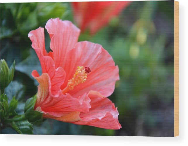 Hibiscus Wood Print featuring the photograph Hibiscus summer by Linda Bailey