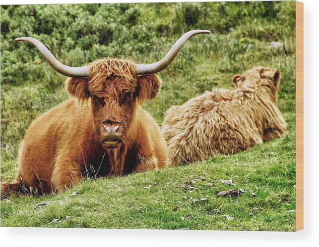 Scotland Wood Print featuring the photograph Highland Cows by Jason Politte