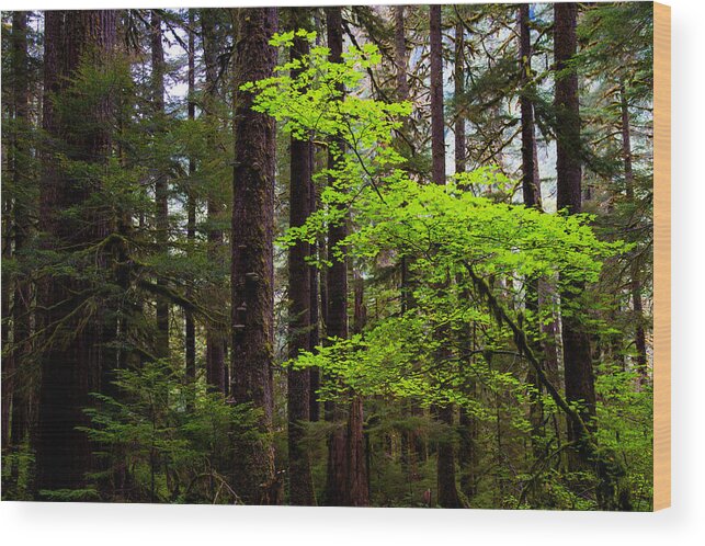 Olympic Wood Print featuring the photograph Highlight by Chad Dutson