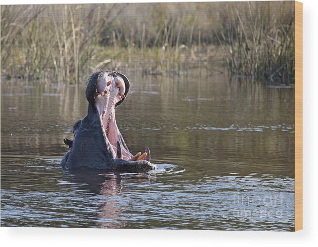 Hippopotamus Wood Print featuring the photograph Hippo yawning by Liz Leyden