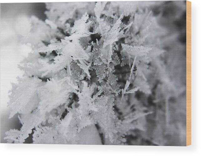 Hoar Frost Wood Print featuring the photograph Hoar Frost in November by Ryan Crouse