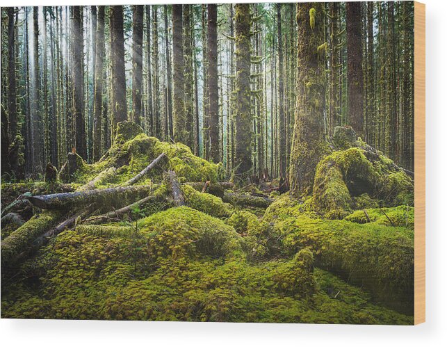 Hoh Rainforest Wood Print featuring the photograph Hoh Rainforest Log Jam by Dan Mihai