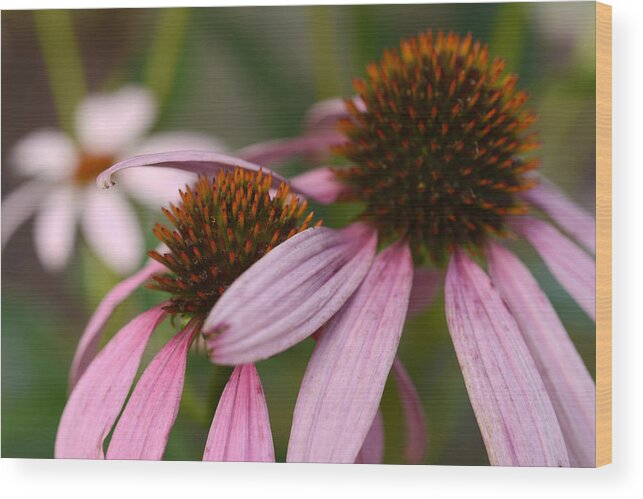 Cone Flowers Wood Print featuring the photograph Hold Me Close by Wanda Brandon