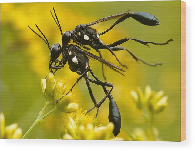 Wasp Wood Print featuring the photograph Holding On by Shane Holsclaw