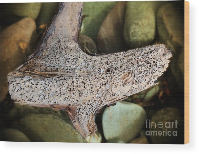 Holey Driftwood Wood Print featuring the photograph Holey Driftwood by Barbara A Griffin