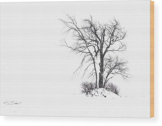Bens House Wood Print featuring the photograph Holland Glenwood Tree by Don Nieman