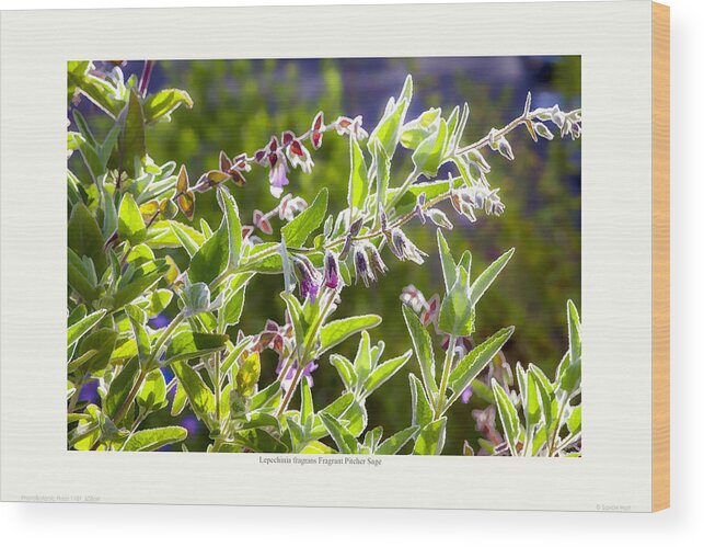 Summer-dry Wood Print featuring the photograph Lepechinia fragrans - Pitcher Sage by Saxon Holt