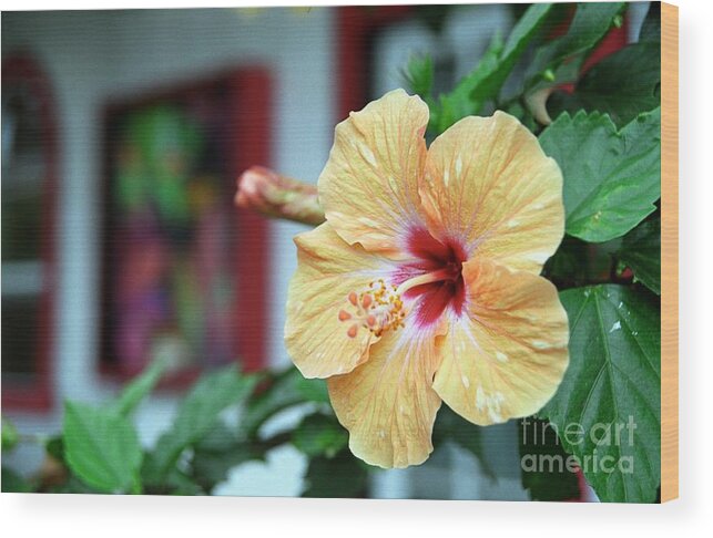 Hibiscus Wood Print featuring the photograph Holualoa Hibiscus by James B Toy