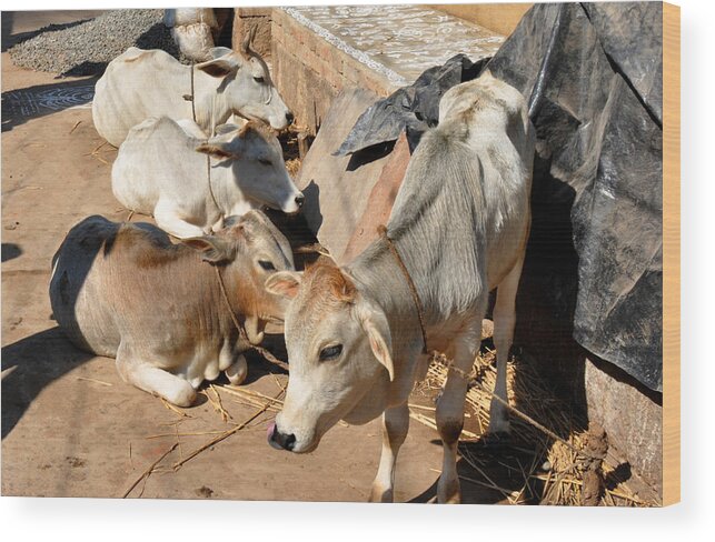 India Wood Print featuring the photograph Holy Cows Odisha India by Diane Lent