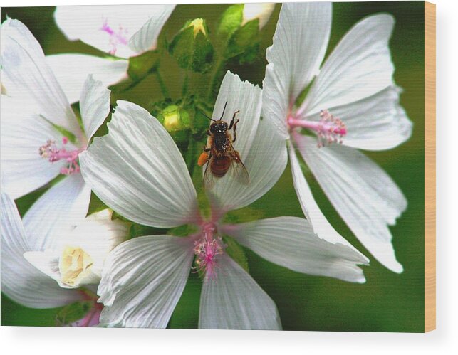 Honey Bee Wood Print featuring the photograph Honey bee in the mallow by Sue Long