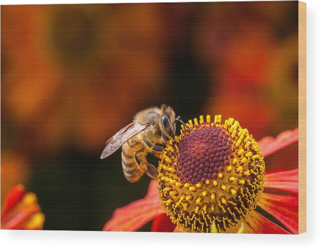 Bee Wood Print featuring the photograph Honeybee at Work by Jurgen Lorenzen