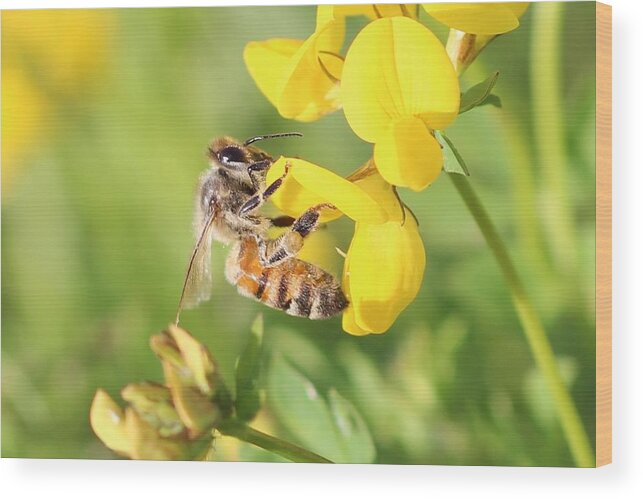 Honeybee Wood Print featuring the photograph honeybee on Birdsfool Trefoil by Lucinda VanVleck