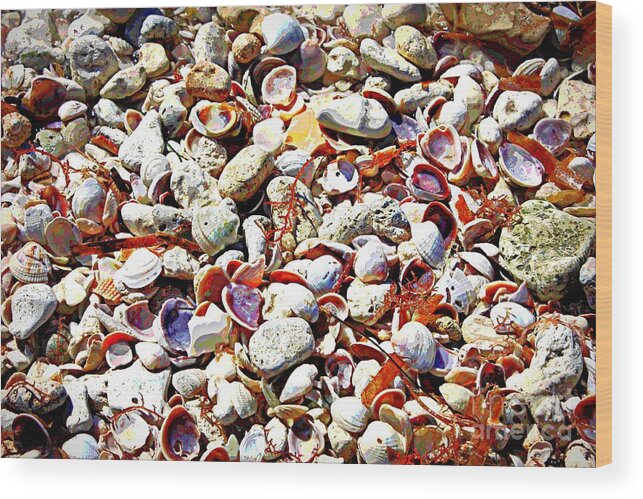 Shells Wood Print featuring the photograph Honeymoon Island Shells - Digital Art by Carol Groenen