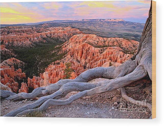 Bryce Canyon Wood Print featuring the photograph Hoodoos In The Canyon by Adam Jewell