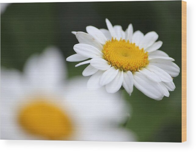 Flowers Wood Print featuring the photograph Hope of Spring by Jewels Hamrick