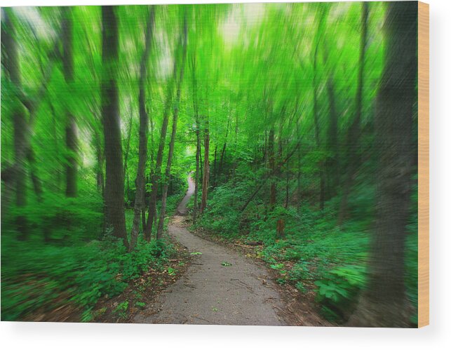 Woods Wood Print featuring the photograph Hopkins Path by Amanda Stadther