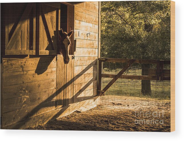 Horse Wood Print featuring the photograph Horse Barn by Tammy Chesney