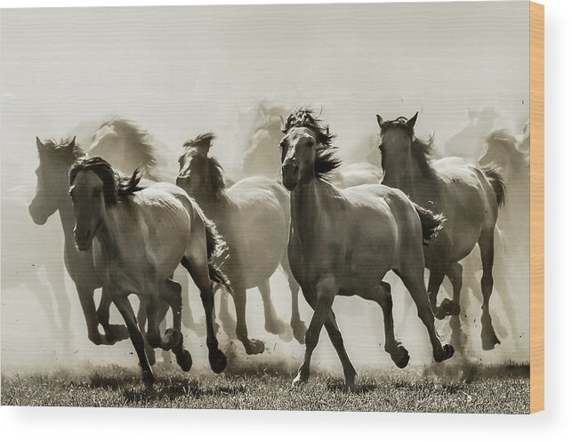 Horses Wood Print featuring the photograph Horse by Heidi Bartsch