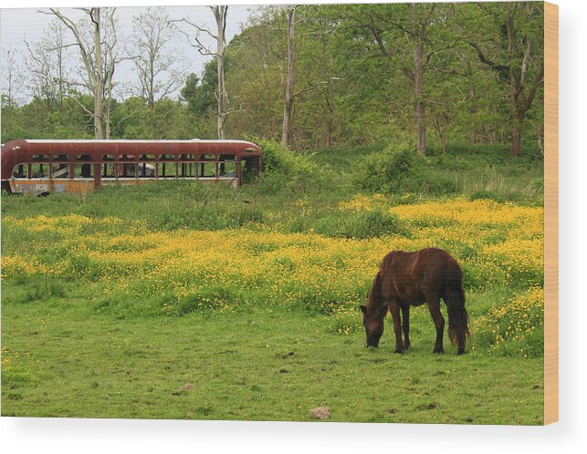 Horse Wood Print featuring the photograph Horse in the Meadow near Weetamoo by Andrew Pacheco