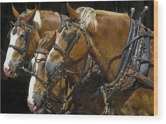 Horses Wood Print featuring the photograph Horse team by Dean Ginther