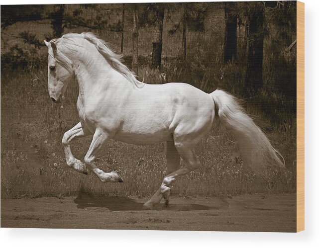 Horsepower Wood Print featuring the photograph Horsepower by Wes and Dotty Weber