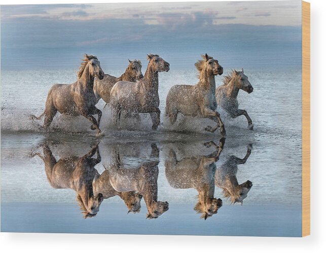 Horses Wood Print featuring the photograph Horses And Reflection by Xavier Ortega