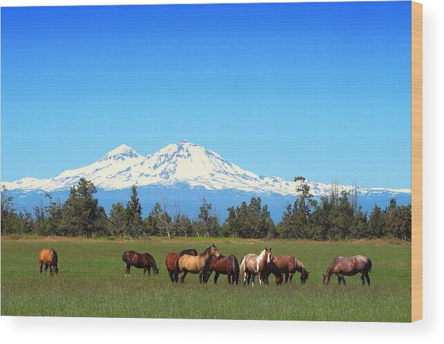 Sisters Mountain Wood Print featuring the photograph Horses at Sisters Mountain by Lynn Hopwood