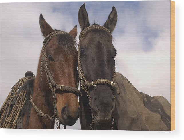 Feb0514 Wood Print featuring the photograph Horses Belonging To Chagras Ecuador by Pete Oxford