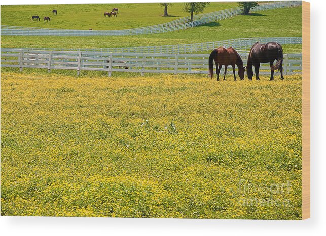 Field Wood Print featuring the photograph Horses Grazing in Field by Danny Hooks
