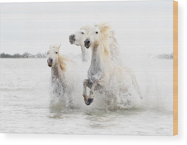 Splash Wood Print featuring the photograph Horses Hight Key by Ciro De Simone
