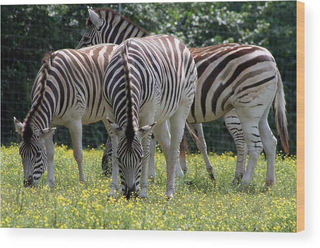 Zebra Wood Print featuring the photograph Four Zebras Grazing by Valerie Collins