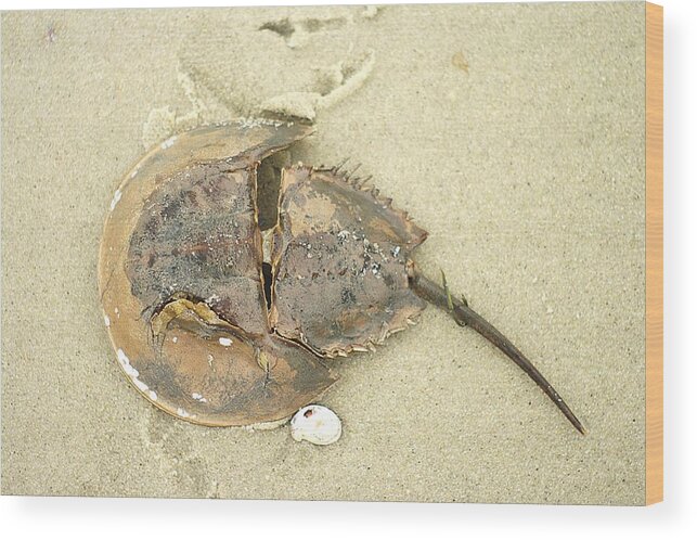 Horseshoe Crab Wood Print featuring the photograph Horseshoe Crab on the Beach by Suzanne Powers