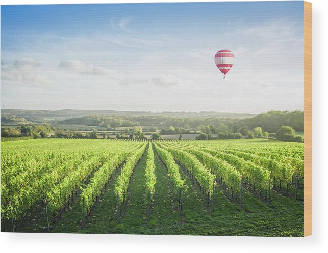 Tranquility Wood Print featuring the photograph Hot Air Balloon Floating Over Vineyard by Jacobs Stock Photography Ltd