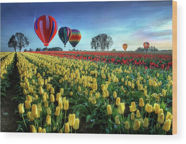 Tulip Wood Print featuring the photograph Hot Air Balloons Over Tulip Field by William Lee