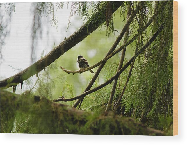 Sparrow Wood Print featuring the photograph House Sparrow by SAURAVphoto Online Store
