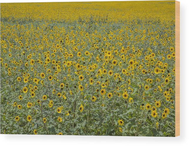 Sunflower Wood Print featuring the photograph Huge Wild Sunflower Colony by Steven Schwartzman