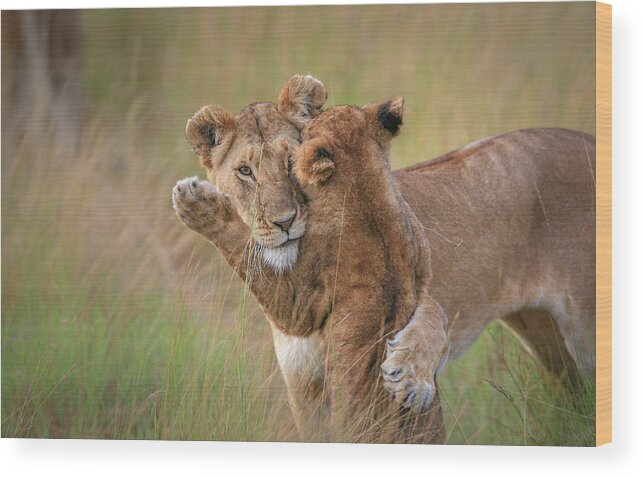 Wildlife Wood Print featuring the photograph Hugs by Jeffrey C. Sink