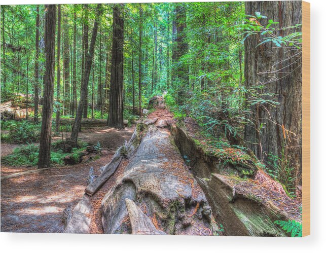 California Wood Print featuring the photograph Humboldt Redwoods by Heidi Smith