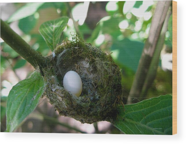 Nest Wood Print featuring the photograph Humming Bird Egg by Brian Gilna