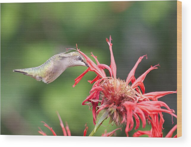 Birds Wood Print featuring the photograph Hummingbird Defying Gravity by Kristin Hatt