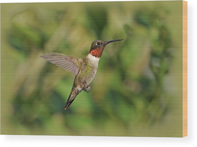 Bird Wood Print featuring the photograph Hummingbird in Flight by Sandy Keeton
