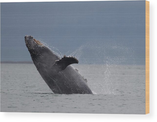 Animal Themes Wood Print featuring the photograph Humpback Whale Breaching by Richard Mcmanus