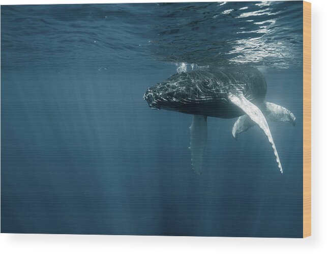 Underwater Wood Print featuring the photograph Humpback Whale Calf by Kerstin Meyer